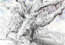 Old tree study 10, 2012