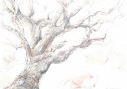 Old tree study2, 2012